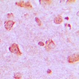 Anti-NDUFA4 antibody used in IHC (Paraffin sections) (IHC-P). GTX56160