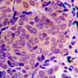 Anti-ALMS1 antibody used in IHC (Paraffin sections) (IHC-P). GTX56177