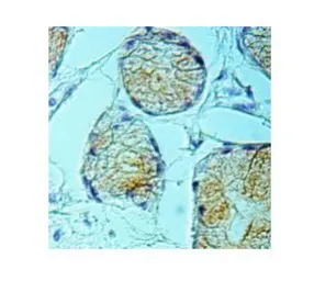 Anti-Mucin 6 antibody used in IHC (Paraffin sections) (IHC-P). GTX56194