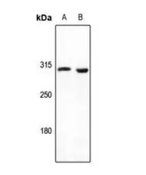 Anti-Mucin 6 antibody used in Western Blot (WB). GTX56194