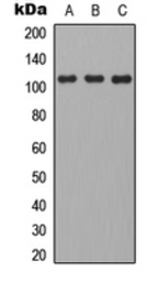 Anti-CD101 antibody used in Western Blot (WB). GTX56221