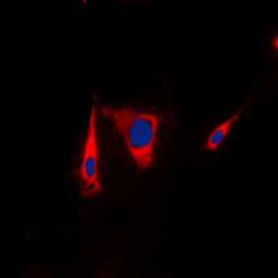 Anti-KSR1 antibody used in Immunocytochemistry/ Immunofluorescence (ICC/IF). GTX56241