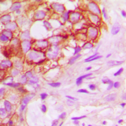 Anti-KSR1 antibody used in IHC (Paraffin sections) (IHC-P). GTX56241