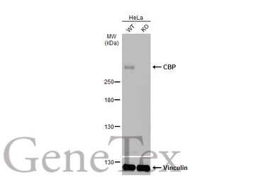 Anti-CBP antibody used in Western Blot (WB). GTX56255