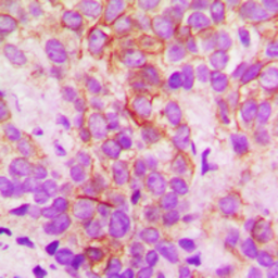 Anti-CYP2B6 antibody used in IHC (Paraffin sections) (IHC-P). GTX56284