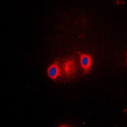 Anti-CYP2J2 antibody used in Immunocytochemistry/ Immunofluorescence (ICC/IF). GTX56291