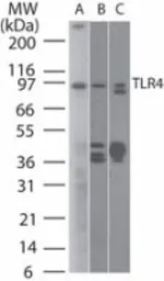 Anti-TLR4 antibody [76B357.1] used in Western Blot (WB). GTX57153