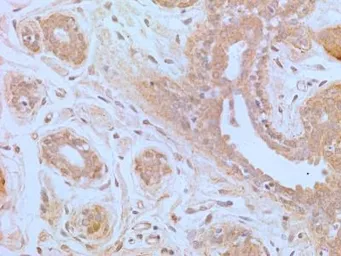 Anti-TLR4 antibody [76B357.1] used in IHC (Paraffin sections) (IHC-P). GTX57153