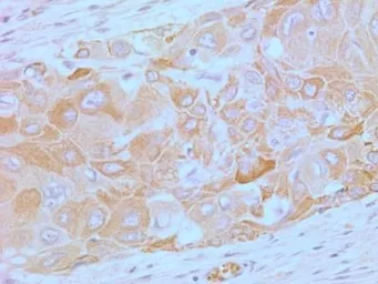 Anti-TLR4 antibody [76B357.1] used in IHC (Paraffin sections) (IHC-P). GTX57153