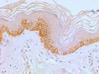 Anti-TLR4 antibody [76B357.1] used in IHC (Paraffin sections) (IHC-P). GTX57153