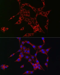 Anti-HB EGF antibody used in Immunocytochemistry/ Immunofluorescence (ICC/IF). GTX57159