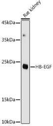 Anti-HB EGF antibody used in Western Blot (WB). GTX57159