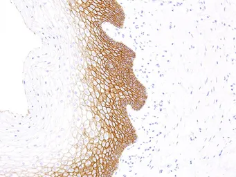 Anti-E-Cadherin antibody [IHC564] used in IHC (Paraffin sections) (IHC-P). GTX57174