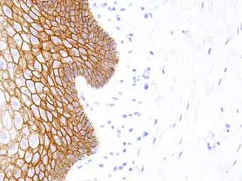 Anti-E-Cadherin antibody [IHC564] used in IHC (Paraffin sections) (IHC-P). GTX57174