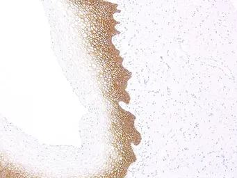Anti-E-Cadherin antibody [IHC564] used in IHC (Paraffin sections) (IHC-P). GTX57174