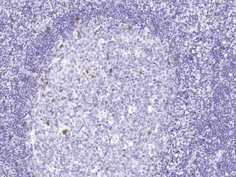 Anti-CD57 antibody [IHC539] used in IHC (Paraffin sections) (IHC-P). GTX57181