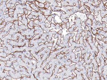 Anti-COL4A1 antibody [IHC549] used in IHC (Paraffin sections) (IHC-P). GTX57183