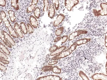 Anti-PMS2 antibody [IHC412] used in IHC (Paraffin sections) (IHC-P). GTX57194