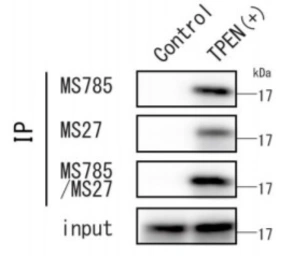 Anti-SOD1 (mutant) antibody [MS27] used in Immunoprecipitation (IP). GTX57212