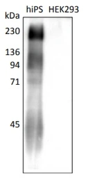 Anti-lacto-N-fucopentaose I antibody [R-17F] used in Western Blot (WB). GTX57213