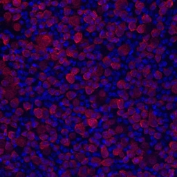 Anti-RBPMS antibody used in Immunohistochemistry (IHC). GTX57225