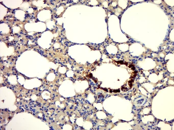 Anti-Uteroglobin antibody used in IHC (Paraffin sections) (IHC-P). GTX57228