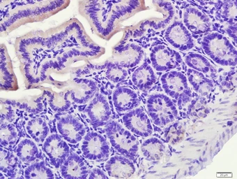 Anti-PXR antibody used in IHC (Paraffin sections) (IHC-P). GTX57230