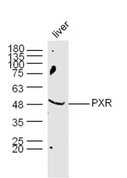 Anti-PXR antibody used in Western Blot (WB). GTX57230