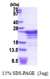 Human RBM18 protein, His tag. GTX57274-pro