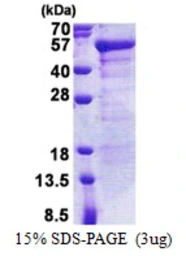 Human JSRP1 protein, His tag. GTX57323-pro