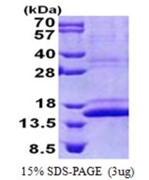 Human CMC1 protein, His tag. GTX57367-pro