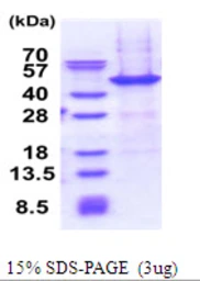 Human NAIF1 protein, His tag. GTX57385-pro