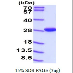 Mouse Flavin reductase protein, His tag. GTX57395-pro