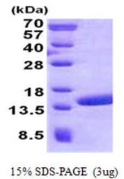 Human POLR2J2 protein, His tag. GTX57397-pro