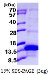 Human KAAG1 protein, His tag. GTX57414-pro