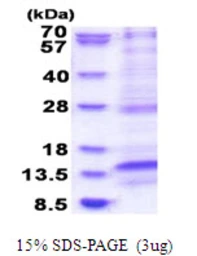 Human LAMTOR4 protein, His tag. GTX57428-pro