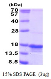 Human PTRHD1 protein, His tag. GTX57429-pro