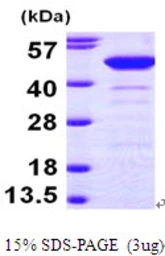 Human NCF1 protein, His tag. GTX57451-pro