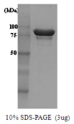 Saccharomyces cerevisiae Heat Shock Protein 104 protein. GTX57457-pro