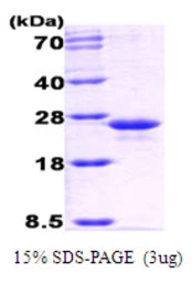 E. coli GrpE protein. GTX57481-pro