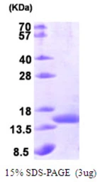 E. coli SecB protein. GTX57491-pro