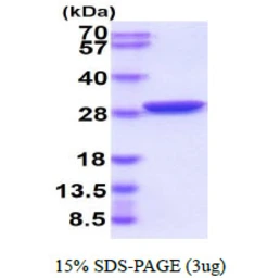 GFP protein. GTX57516-pro