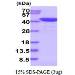 Human MASPIN protein, His tag. GTX57520-pro