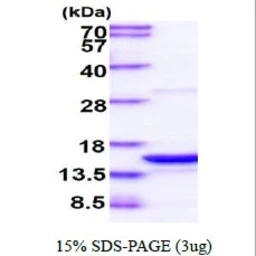 Human PDCD5 protein. GTX57527-pro