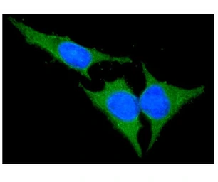 Anti-Bid antibody [4D3] used in Immunocytochemistry/ Immunofluorescence (ICC/IF). GTX57542