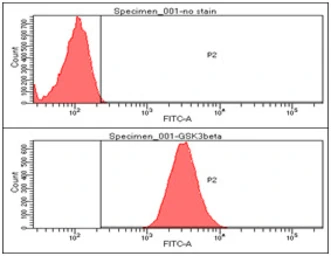 Anti-GSK3 beta antibody [1F7] used in Flow cytometry (FCM). GTX57548