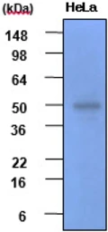 Anti-GSK3 beta antibody [1F7] used in Western Blot (WB). GTX57548