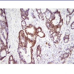 Anti-HMGB1 antibody [J2E1] used in IHC (Paraffin sections) (IHC-P). GTX57549