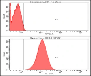 Anti-HSP27 antibody [2A5] used in Flow cytometry (FCM). GTX57550