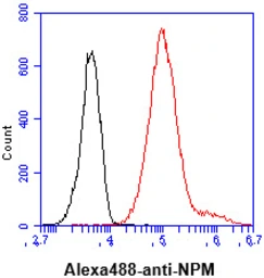 Anti-Nucleophosmin antibody [5E3] used in Flow cytometry (FCM). GTX57555
